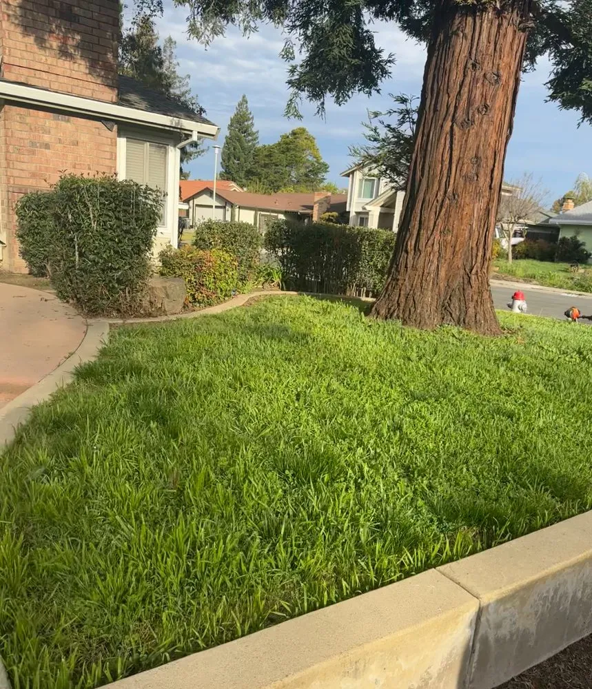 Top-rated yard cleanup service in North Highlands, CA - DialD’N Lawn Care