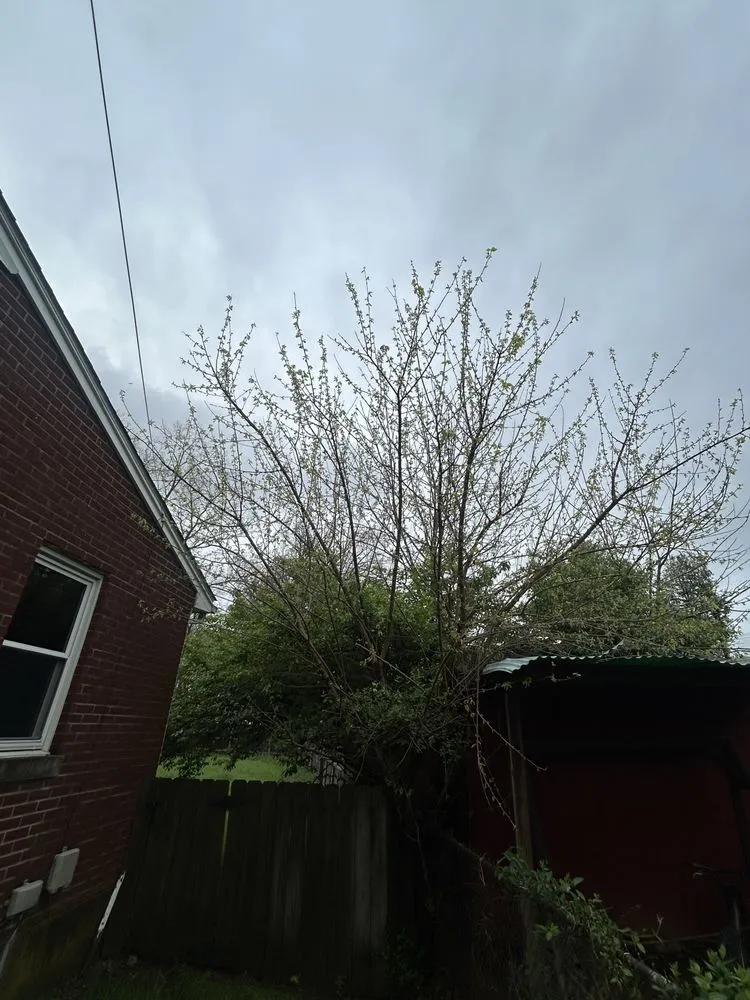 Affordable yard cleanup service experts serving Louisville, KY - Diamond Cut Outdoor Solutions LLC