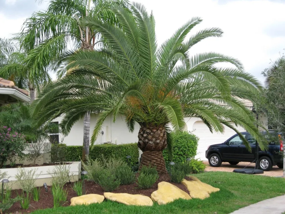 Top-rated landscape design in Coconut Creek, FL - Diamond Cuts & Landscaping