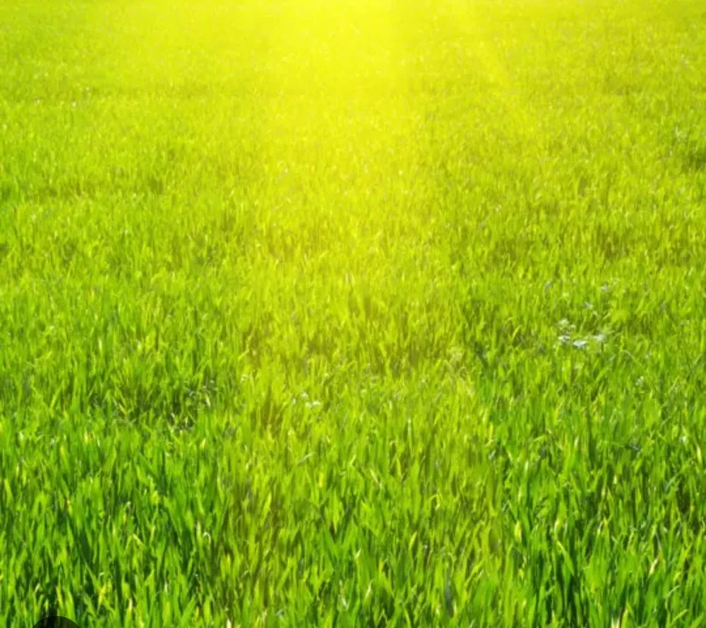 Top-rated outdoor landscaping experts serving Gans, OK - Diamond F Lawn Care and Fencing