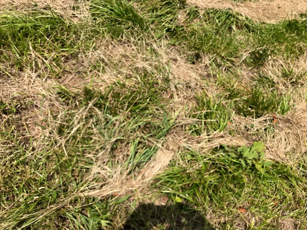 Custom landscape installation near you in Winder, GA by Diamond H Ranch