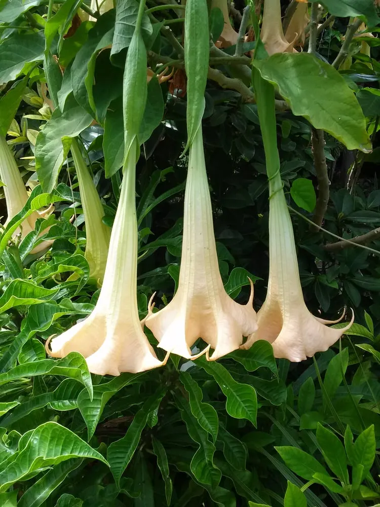 Trusted residential landscaping in Mililani, HI - Diamond Head Plants