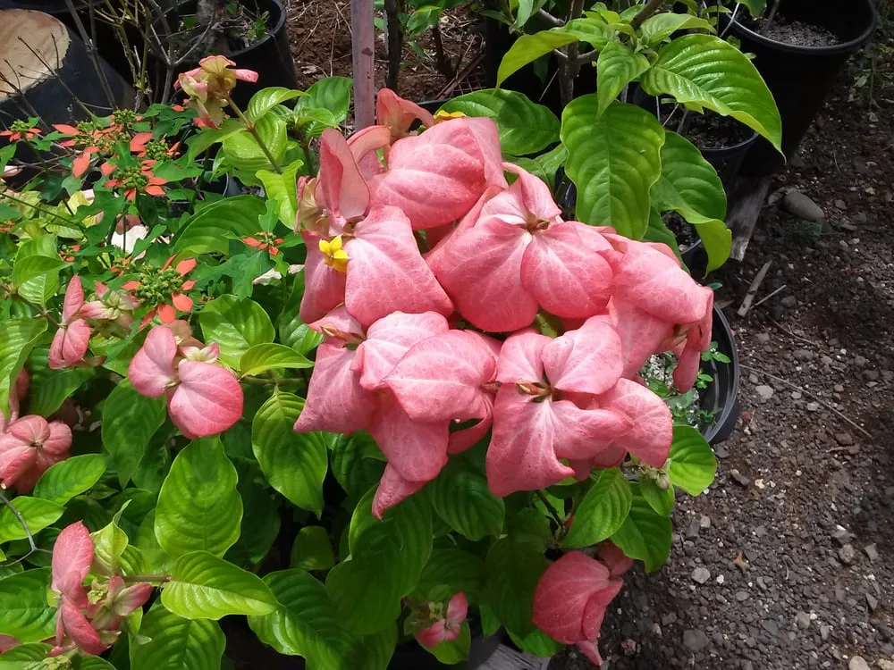 Custom outdoor landscaping for outdoor upgrades across Mililani, HI - Diamond Head Plants