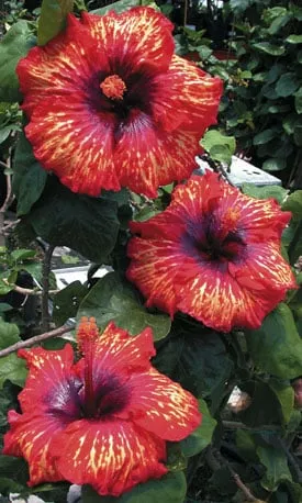 Custom landscape installation experts serving Mililani, HI - Diamond Head Plants