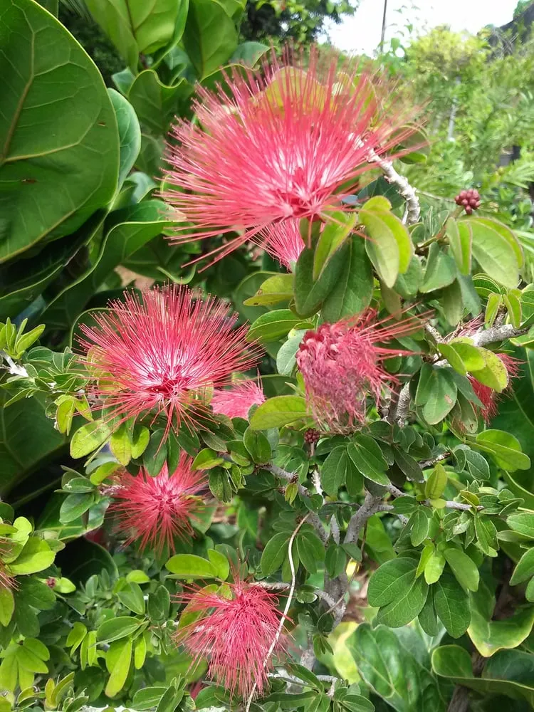 Expert residential landscaping in Mililani, HI - Diamond Head Plants