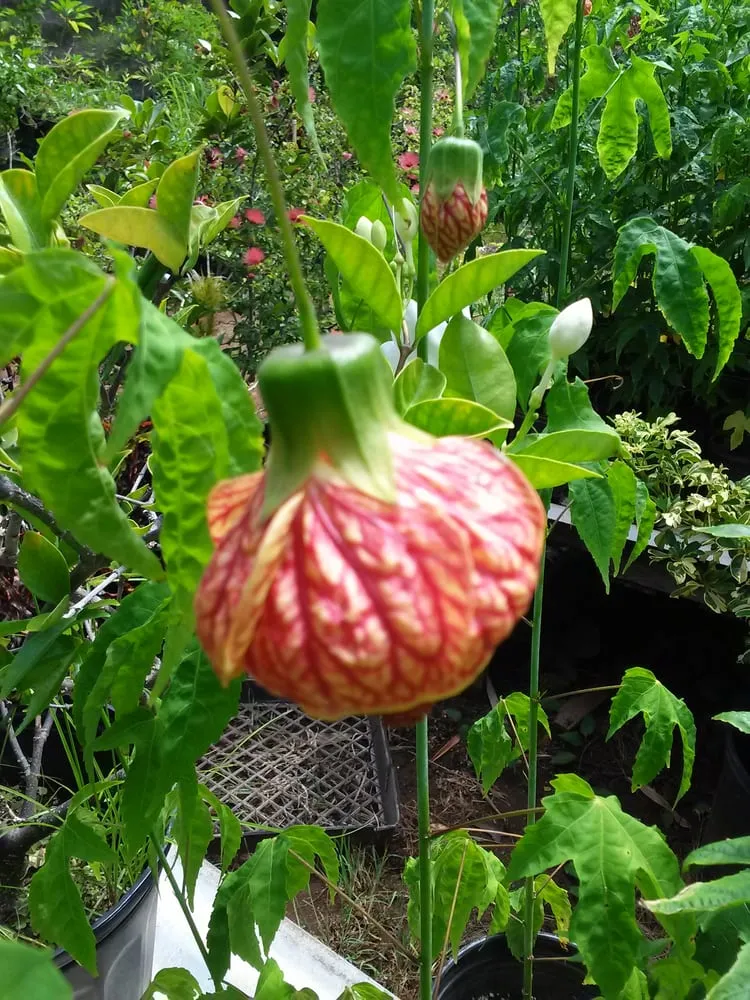Professional outdoor landscaping in Mililani, HI - Diamond Head Plants
