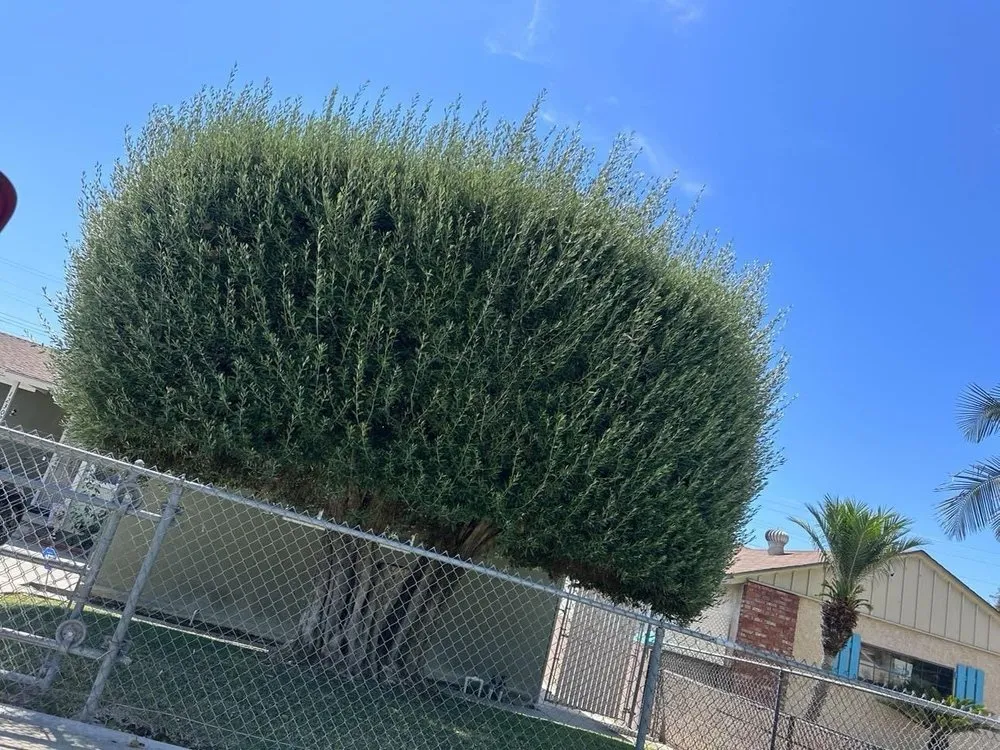 Affordable landscape design for residential properties across Whittier, CA - Diamond Hills Gardening