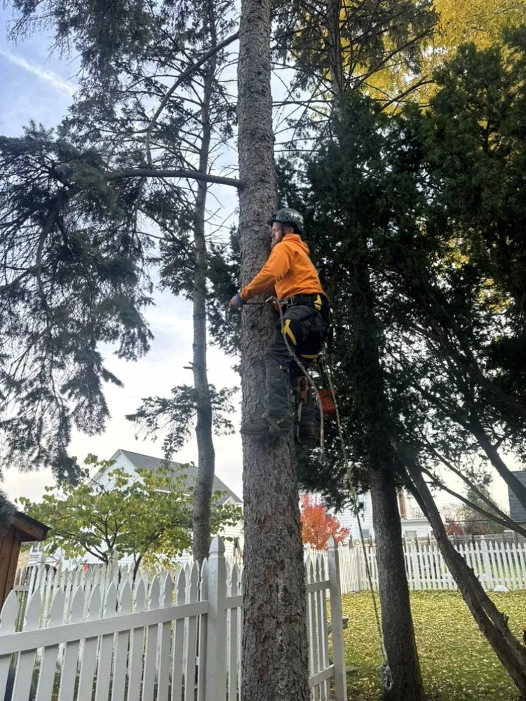 Expert lawn care service near you in Lockport, NY by Diamond Landscape & Design