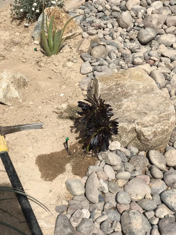 Professional lawn mowing service in Las Vegas, NV by Diamond Landscape & Sprinkler Repair