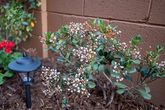 Top-rated yard maintenance in Las Vegas, NV - Diamond Landscape & Sprinkler Repair