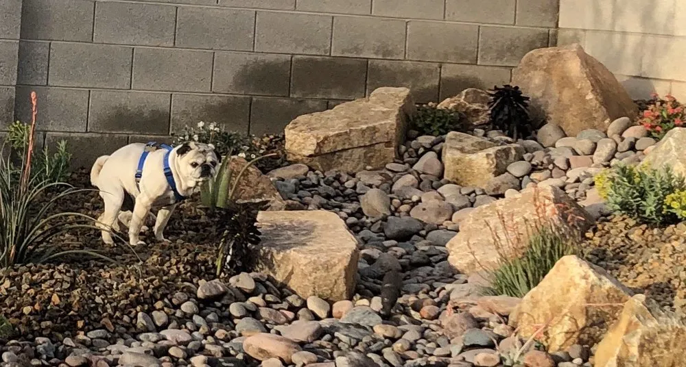 Top-rated lawn care service in Las Vegas, NV by Diamond Landscape & Sprinkler Repair