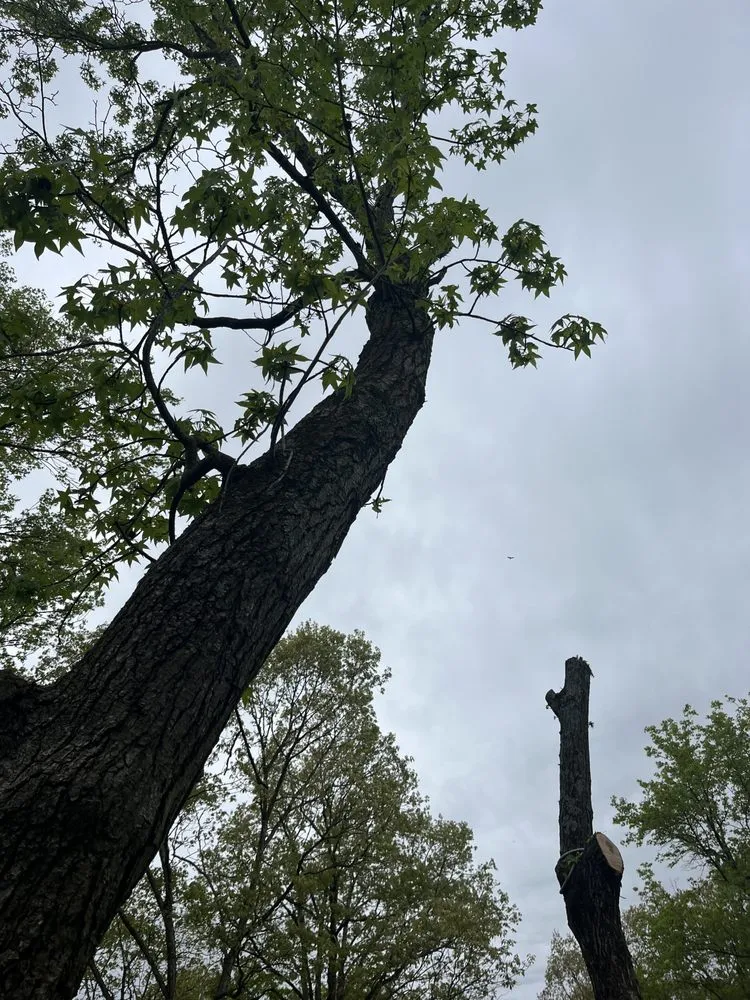 Custom yard cleanup service for year-round maintenance across Dover, DE - Diamond Landscaping & Tree Services