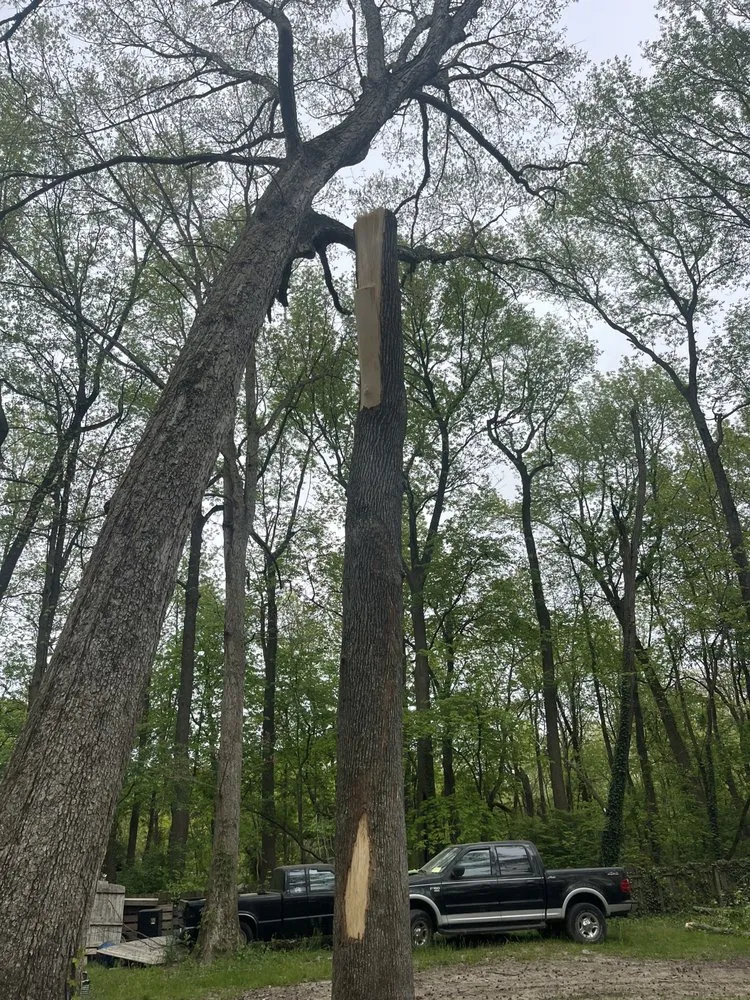 Local yard cleanup service for year-round maintenance in Dover, DE by Diamond Landscaping & Tree Services