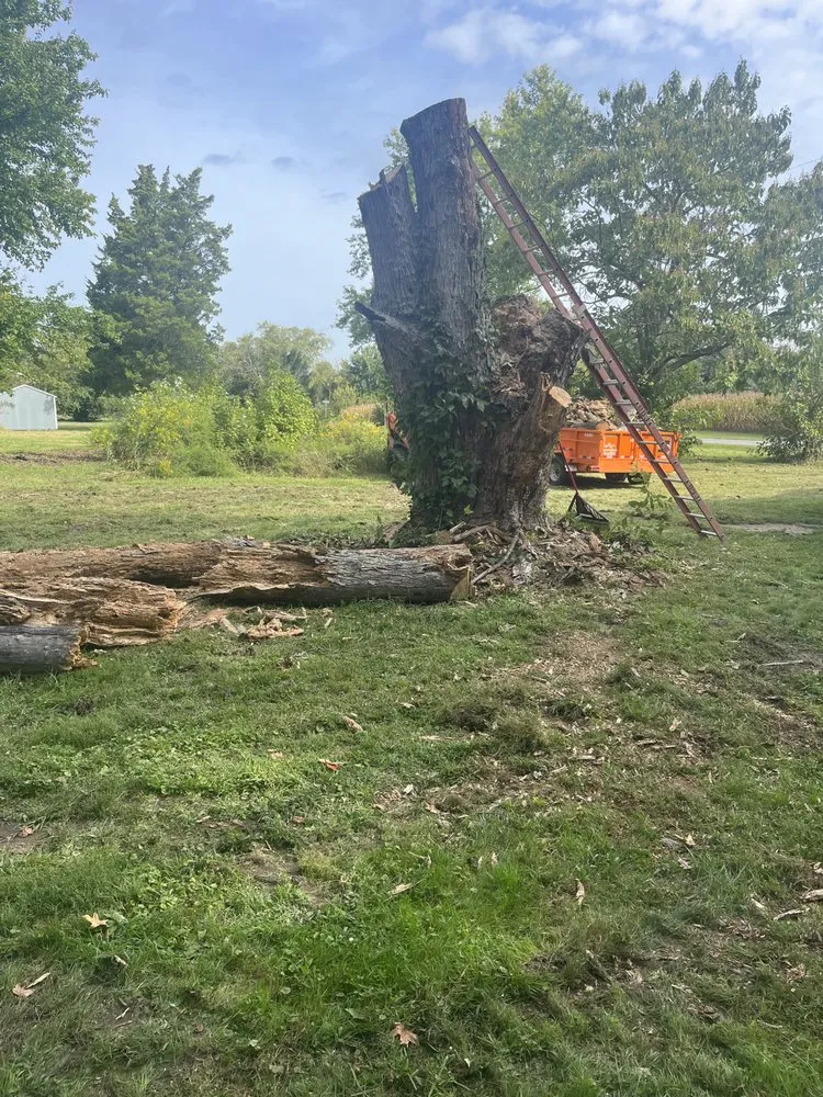 Expert yard cleanup service for beautiful yards across Dover, DE - Diamond Landscaping & Tree Services