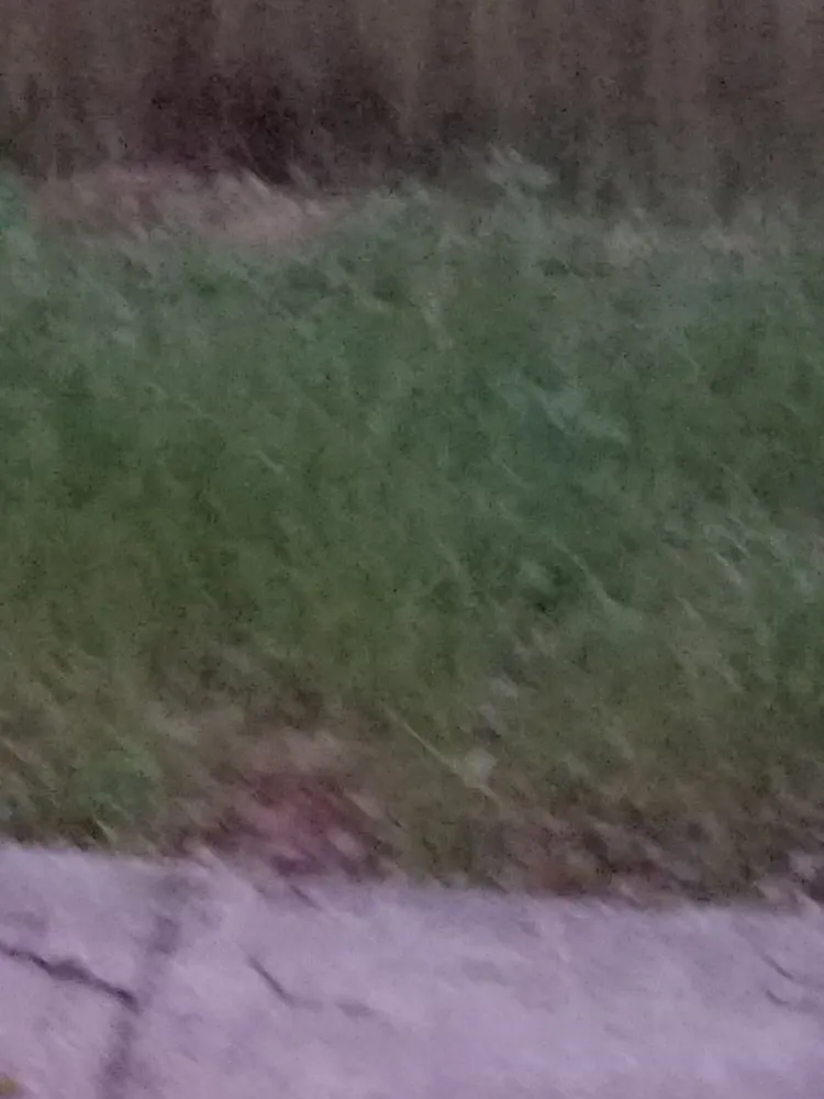 Affordable yard cleanup service in Orlando, FL by Diamond Lawn Care