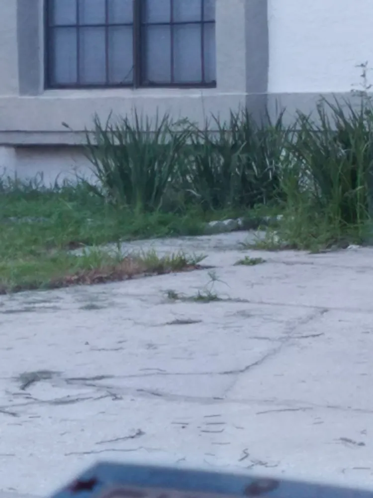 Expert lawn care service in Orlando, FL by Diamond Lawn Care