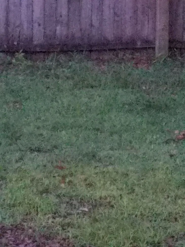 Professional residential landscaping in Orlando, FL by Diamond Lawn Care