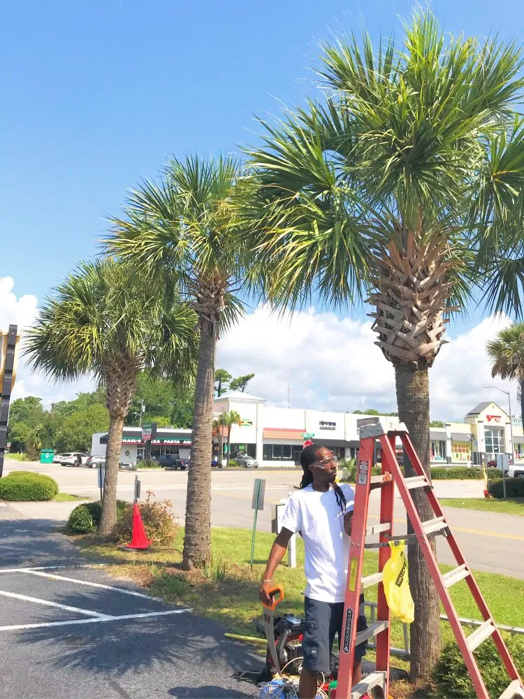 Trusted landscape design in Myrtle Beach, SC by Diamond Palm