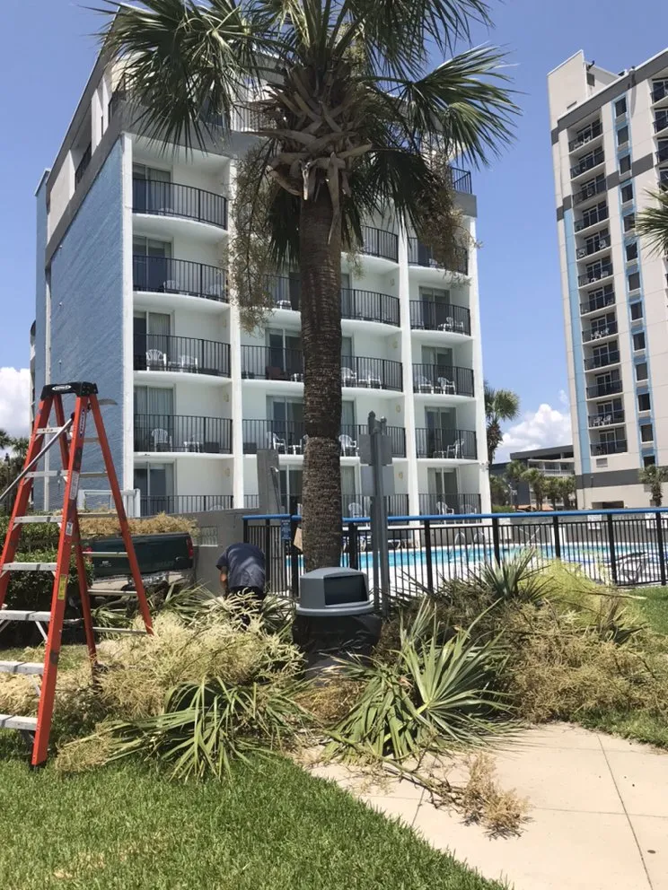 Local yard maintenance for year-round maintenance across Myrtle Beach, SC - Diamond Palm
