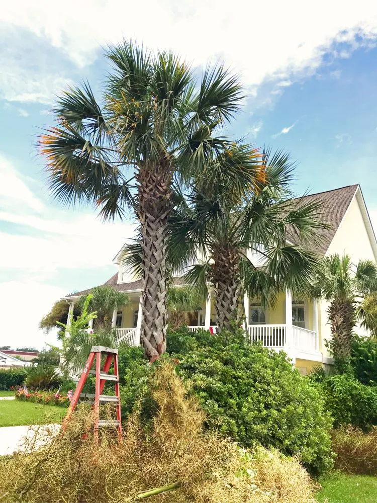 Custom lawn care service in Myrtle Beach, SC by Diamond Palm