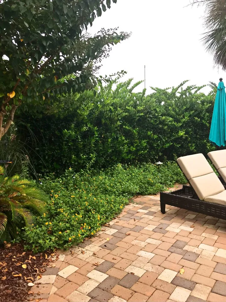 Expert landscape design in Myrtle Beach, SC - Diamond Palm