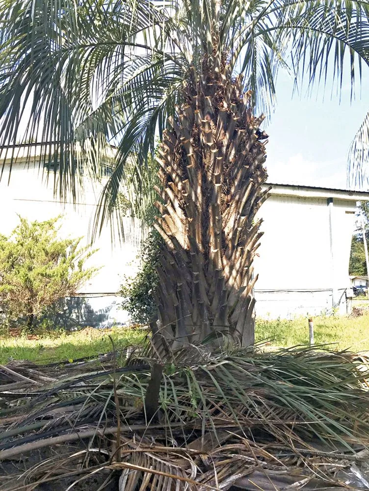 Affordable landscaping services in Myrtle Beach, SC - Diamond Palm