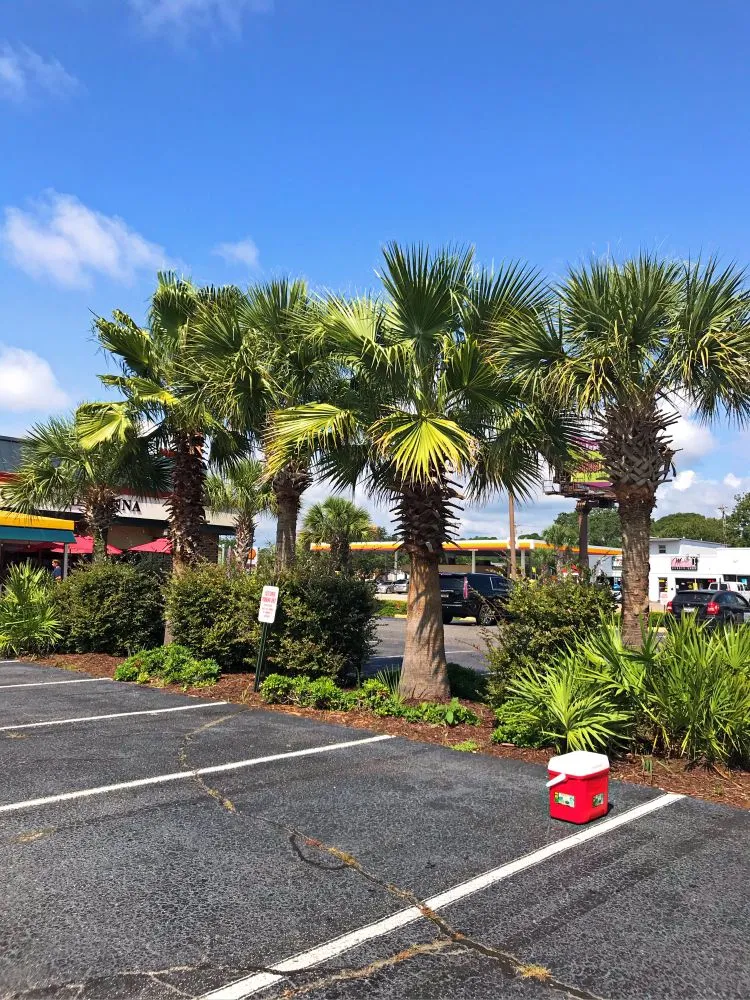 Expert landscape design with custom design across Myrtle Beach, SC - Diamond Palm