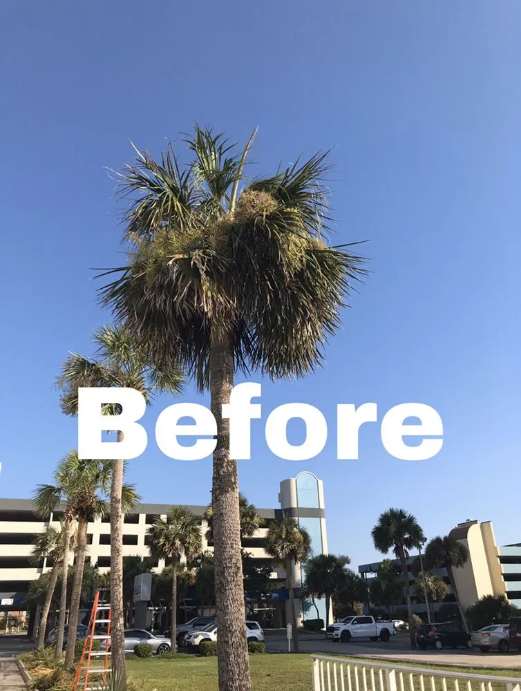 Expert garden landscaping in Myrtle Beach, SC - Diamond Palm