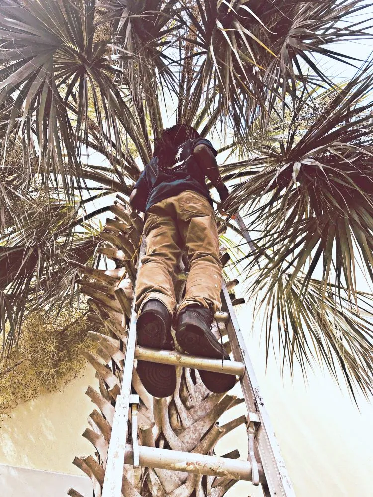 Top-rated garden landscaping experts serving Myrtle Beach, SC - Diamond Palm