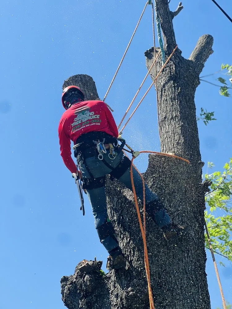 Expert yard maintenance with custom design in Morrisville, PA by Diamond Tree & Landscaping