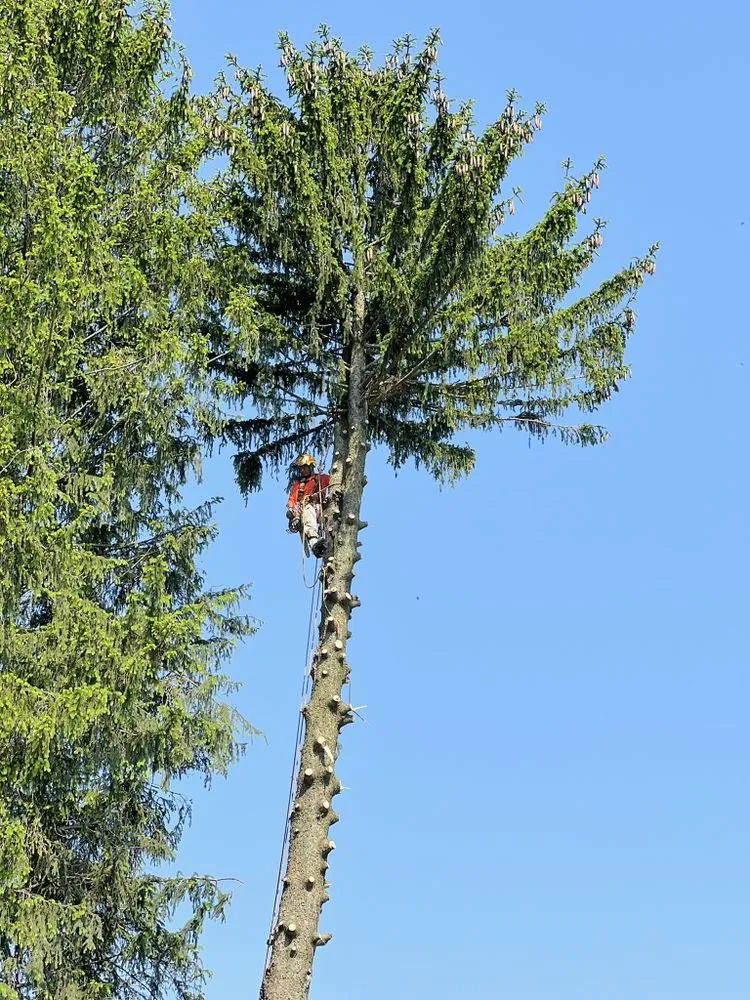 Reliable landscape installation experts serving Morrisville, PA - Diamond Tree & Landscaping