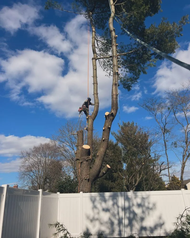 Trusted residential landscaping in Morrisville, PA by Diamond Tree & Landscaping