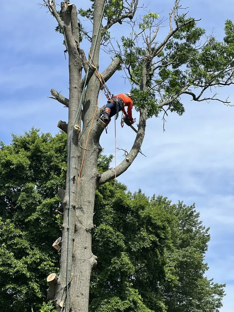 Professional lawn mowing service in Morrisville, PA - Diamond Tree & Landscaping