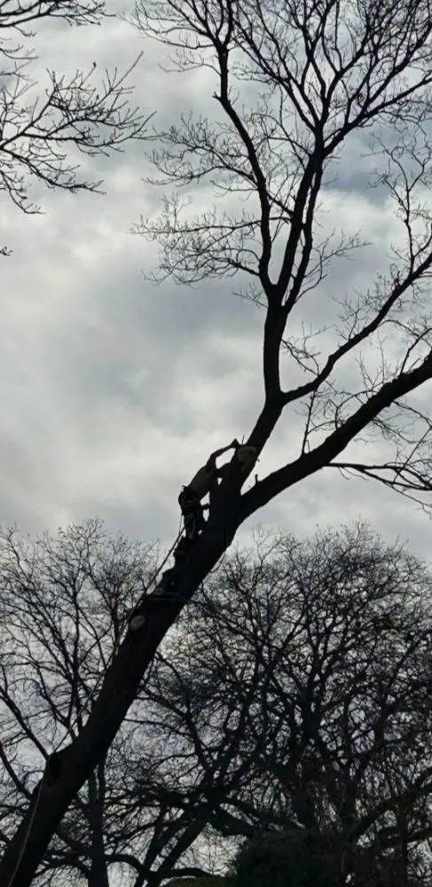 Professional yard maintenance for residential properties across Lubbock, TX - Diamond Tree Nexus