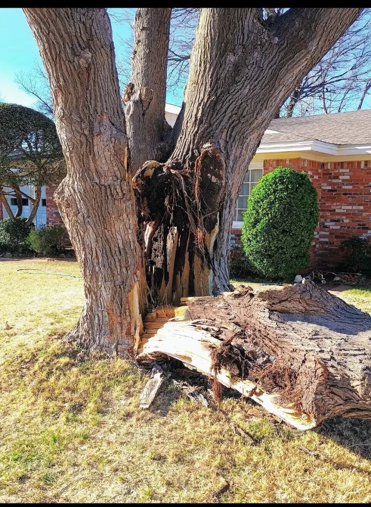 Reliable yard maintenance with custom design in Lubbock, TX by Diamond Tree Nexus