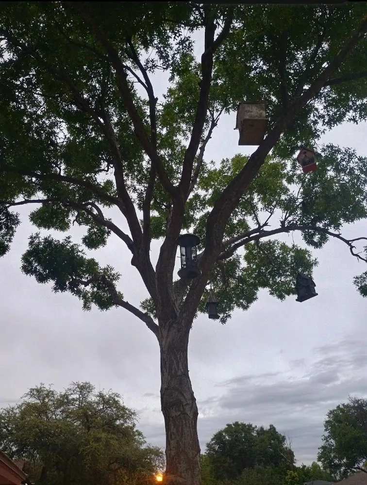 Trusted yard cleanup service in Lubbock, TX - Diamond Tree Nexus