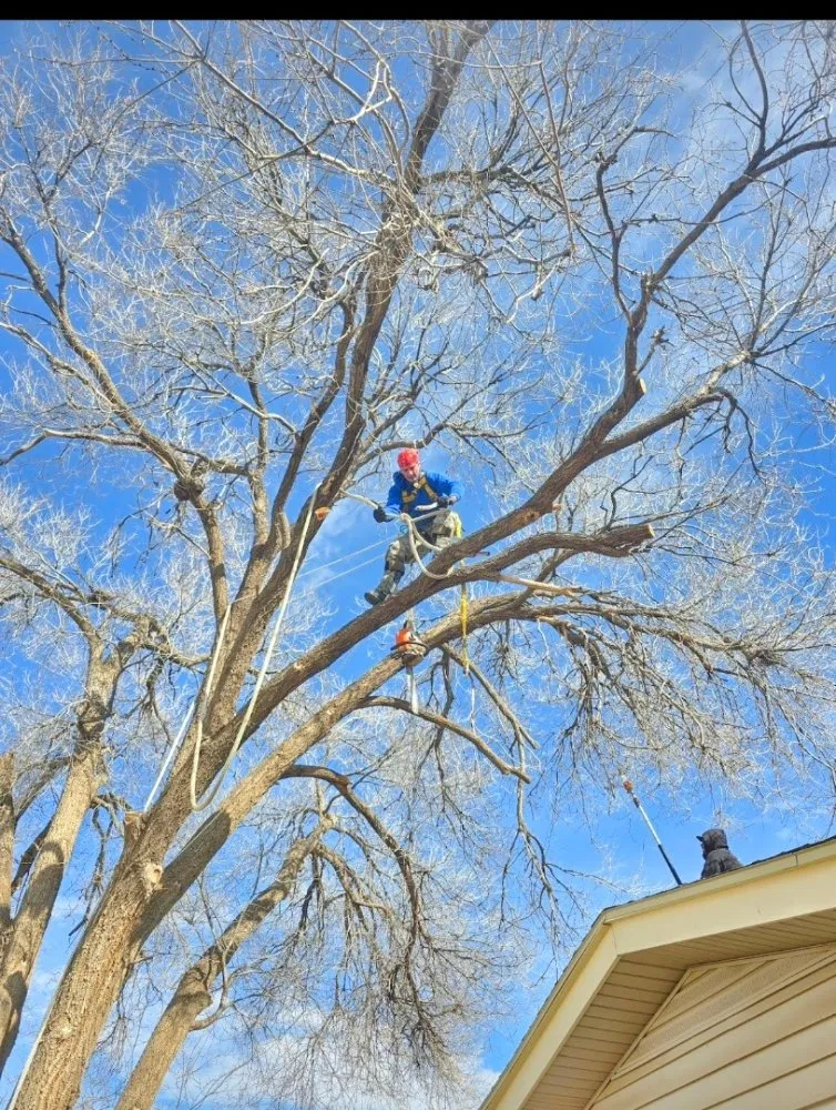 Affordable lawn care service in Lubbock, TX - Diamond Tree Nexus