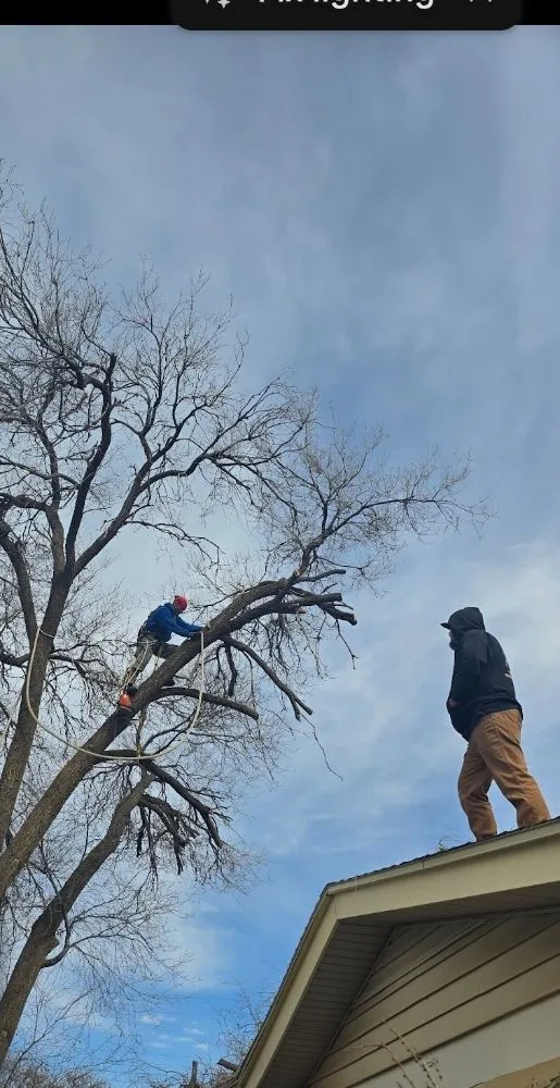 Reliable lawn care service in Lubbock, TX by Diamond Tree Nexus