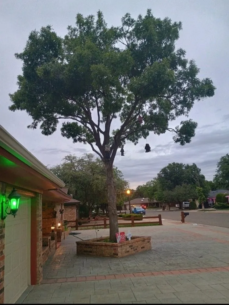 Local landscape design in Lubbock, TX - Diamond Tree Nexus