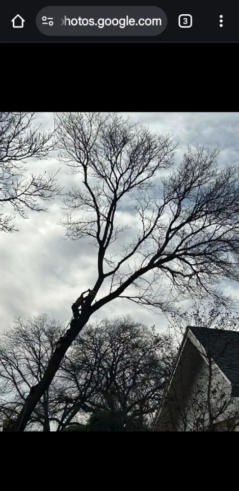 Expert lawn care service experts serving Lubbock, TX - Diamond Tree Nexus