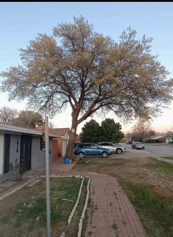 Trusted garden landscaping in Lubbock, TX - Diamond Tree Nexus