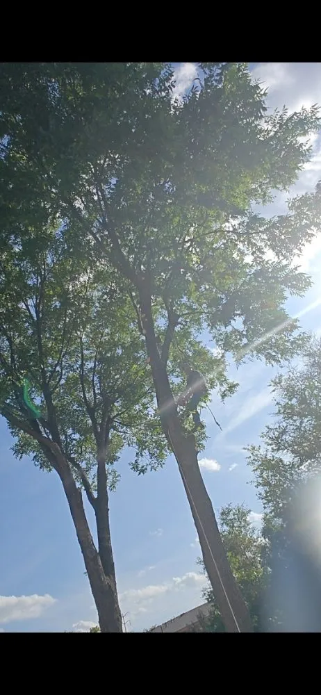 Trusted landscape installation in Lubbock, TX - Diamond Tree Nexus