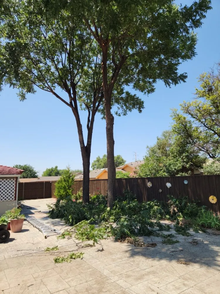 Custom yard cleanup service in Lubbock, TX - Diamond Tree Nexus