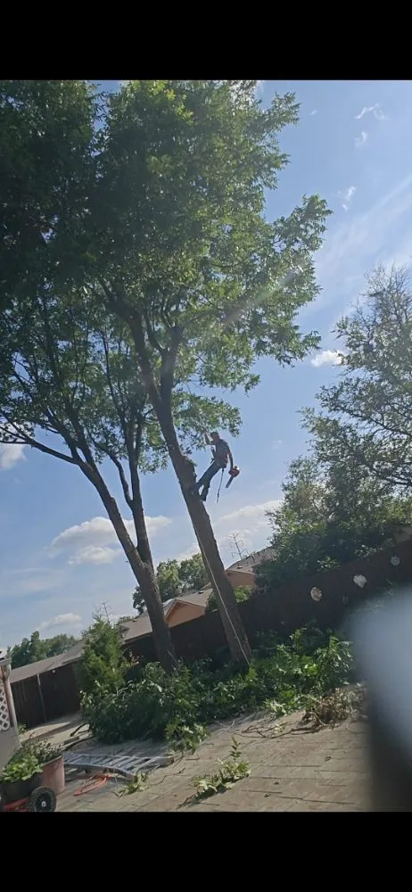 Local landscaping services near you across Lubbock, TX - Diamond Tree Nexus