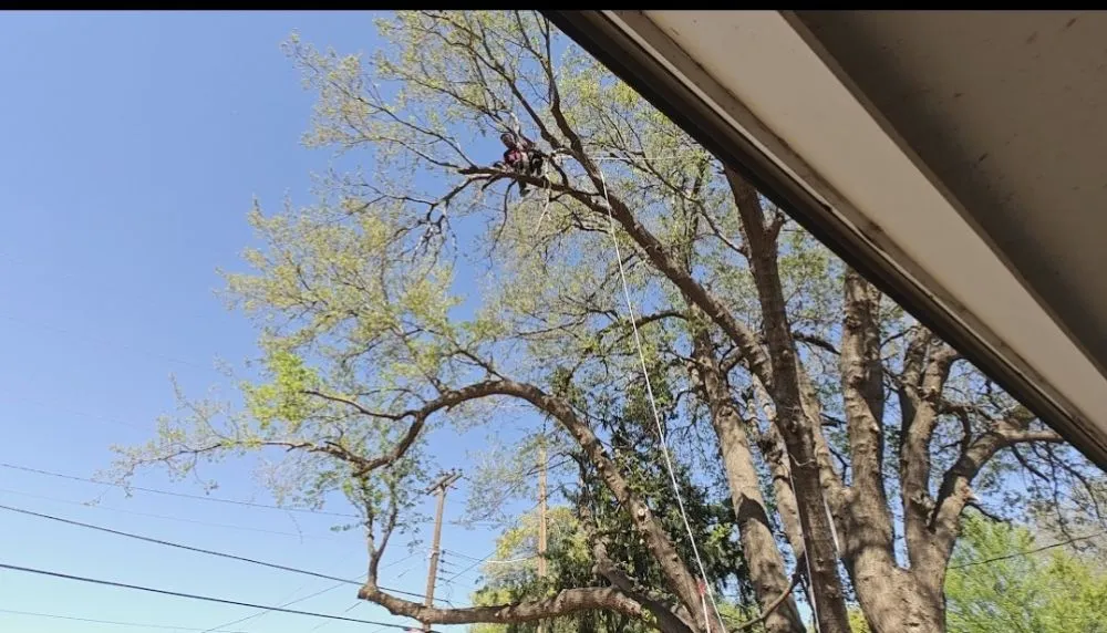 Professional lawn care service for year-round maintenance in Lubbock, TX by Diamond Tree Nexus