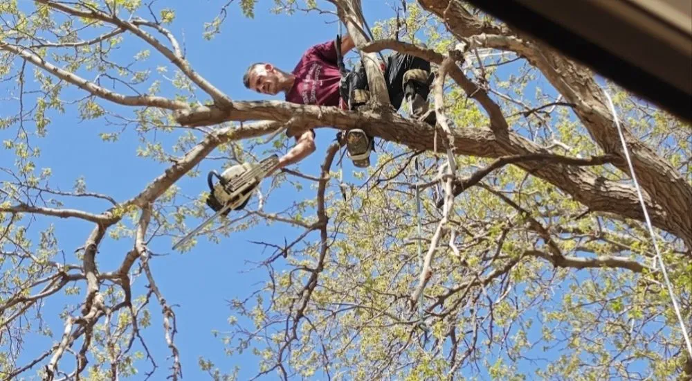 Local lawn care service for residential properties in Lubbock, TX by Diamond Tree Nexus