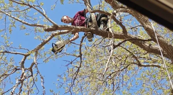 Diamond Tree Nexus Logo