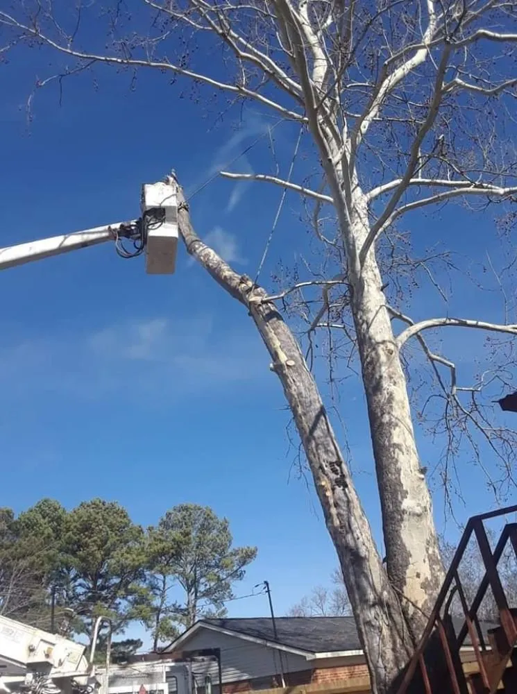 Professional yard maintenance for residential properties across Decatur, AL - Diamond Tree Service