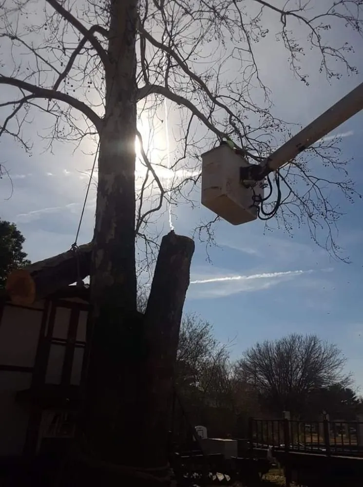 Trusted landscape design for year-round maintenance across Decatur, AL - Diamond Tree Service