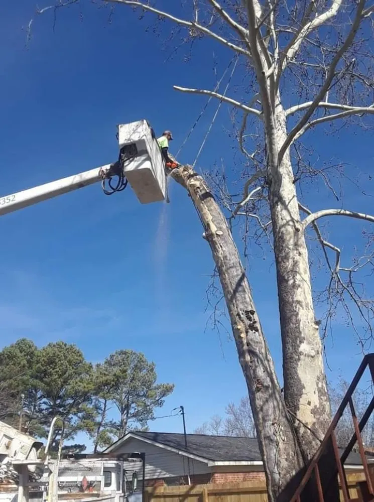 Top-rated lawn mowing service near you in Decatur, AL by Diamond Tree Service